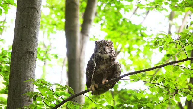 bubo bubo sits on a tree and screams and flies away against the background of the forest