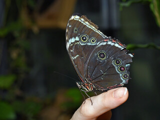 Motyl na palcu. © Edward