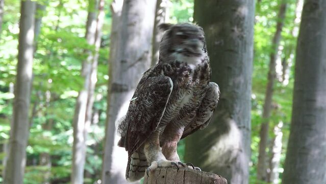 bubo bubo sitting on a tree stump against the backdrop of a forest