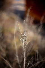 Fototapeta premium nature