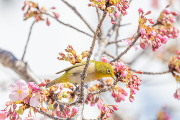 河津桜とメジロ　メジロが河津桜の蜜を吸いに来ました