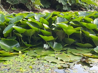 white water lilies