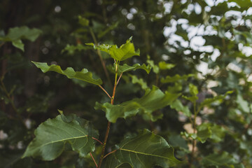 Leaves of plants in the countryside