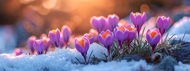 Gordijnen Purple spring crocus flowers growth in the snow. © stock_acc