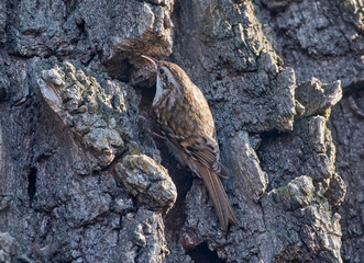 Fototapeta premium Common pika on a tree.