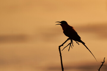 Southern Carmine Bee-eater (Merops nubicoides) perched in a tree against the setting sun in South...