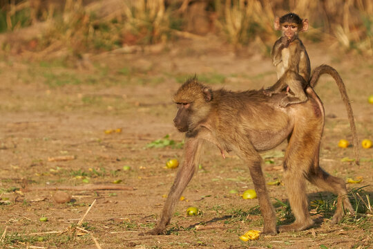 Yellow Baboon (Papio cynocephalus) carrying its young on its back whilst feeding on the fruit of a mango tree in South Luangwa National Park, Zambia in South Luangwa National Park, Zambia