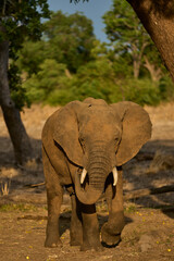 Fototapeta premium Male African Elephant (Loxodonta africana) feeding under a mango tree in South Luangwa National Park, Zambia 