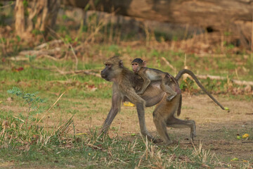 Yellow Baboon (Papio cynocephalus) carrying its young on its back whilst feeding on the fruit of a...