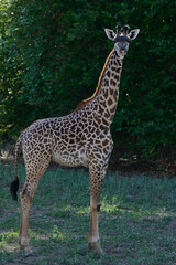 Thornicroft giraffe (Giraffa camelopardalis thornicrofti) in South Luangwa National Park, Zambia