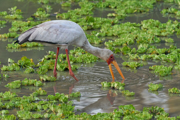 Yellow-billed Stork (Mycteria ibis) feeding on fish in shallow lagoons at the seat of the rainy...