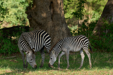 Fototapeta na wymiar Crawshay's zebra (Equus quagga crawshayi) in South Luangwa National Park, Zambia