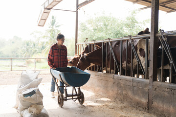 Agriculture industry in Asian, dairy farming, livestock, animal health and welfare. Asian farmer...