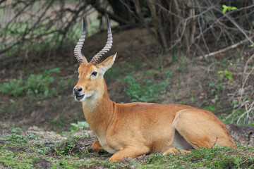 Male Puku (Kobus vardoni) in South Luangwa National Park, Zambia