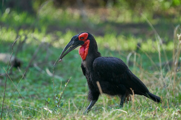 Southern Ground-Hornbill (Bucorvus leadbeateri) carrying prey in its beak in South Luangwa National Park, Zambia