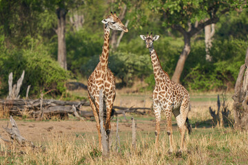 Thornicroft giraffe (Giraffa camelopardalis thornicrofti) in South Luangwa National Park, Zambia