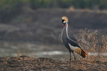 Fototapeta premium Grey Crowned Crane (Balearica regulorum) in South Luangwa National Park, Zambia