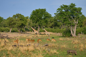 Thornicroft giraffe (Giraffa camelopardalis thornicrofti) in South Luangwa National Park, Zambia