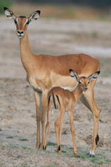 Young Impala (Aepyceros melampus) in South Luangwa National Park, Zambia