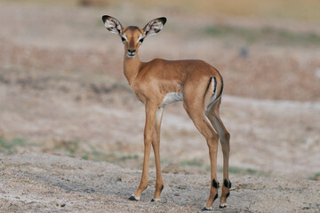 Young Impala (Aepyceros melampus) in South Luangwa National Park, Zambia