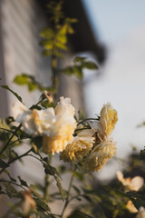 A yellow rose. Macro photography