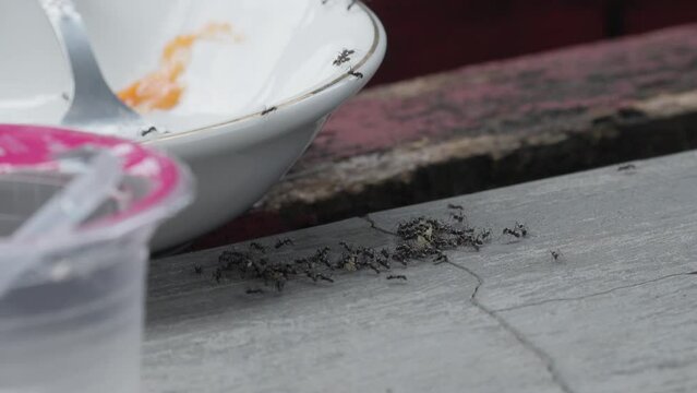 a swarm of black ants eating leftovers 10bit 4k 60fps