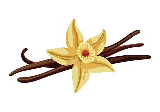 Vanilla flower with dried vanilla sticks