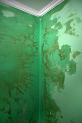 Wet stains with traces of mold on green plaster. Texture.