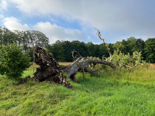 fallen tree