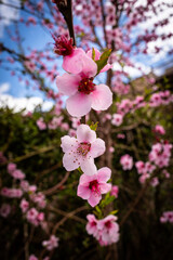 Close-up photo of pink cherry blossom with blue sky behind on an early spring day.