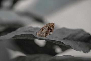 Mariposa blanco y negro