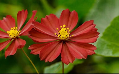 Obraz premium Red flowers of zinnia elegans on a green background.