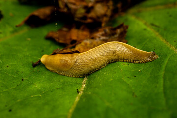 Banana Slug Crawls Across Giant Green Leaf
