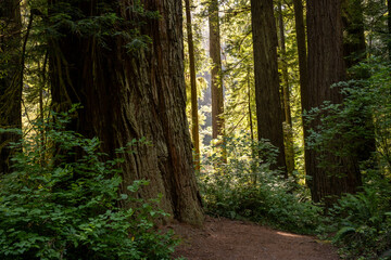 Obraz premium Bare Spot Below Giant Redwood Tree Trunk