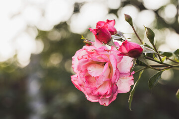 Pink rose in the garden