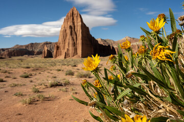 Bright Yellow Sunflowers Catch Morning Sun With Temple Of The Sun In The Distance