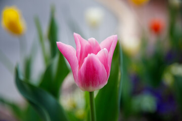 Fototapeta premium Tulip flower in shallow depth of field
