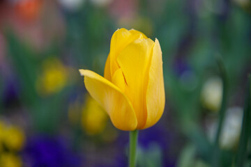 Tulip flower in shallow depth of field
