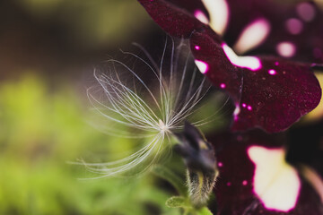 Summer fluff from trees or Indian summer