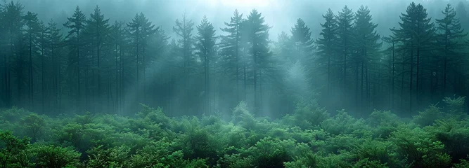 Fotobehang gloomy, picturesque Redwood forest backdrop © tongpatong