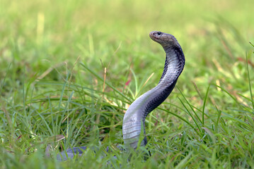 Javanese spitting cobra with its head standing ready to attack its prey