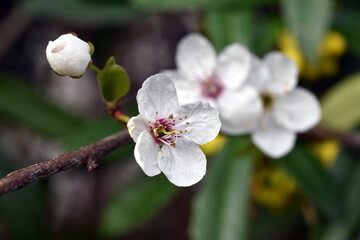 Blühender Schlehenzweig im Frühling