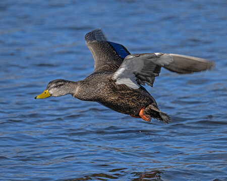 Cool Whip - An American Black Duck in flight - Ottawa, Canada