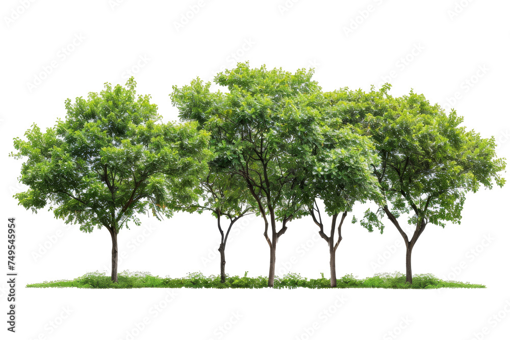 Poster isolated tree on white background