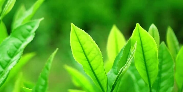 The green and fresh tea leaves are blown by the mountain breeze 