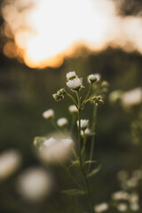 White flowers in the countryside