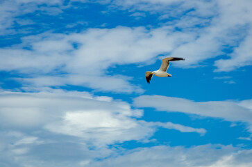 Fototapeta na wymiar seagull flyng above beach