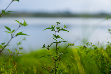 grass in the wind