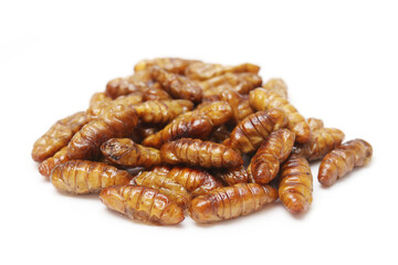 Fried worms isolated white background