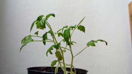 tomato plant 